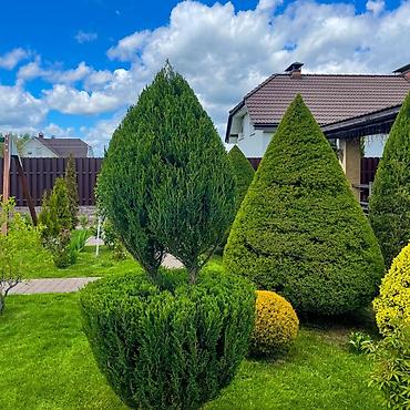 Уборка территории: Уборка территории, Уборка двора и сада, Стрижка газона, Уход за деревьями — 7