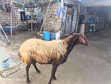 Рогатый скот: Əsil damAzdiq heyvandır sadəcə pul lazımdır deyə satıram heyvan — 5