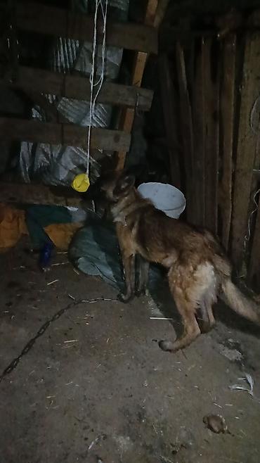 коротколапая кошка: Продам бельгийский овчарка собака девочка — 5