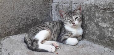 Mačke: Male mace NA POKLON! Idealna prilika za sve koji žele kućnog — 24