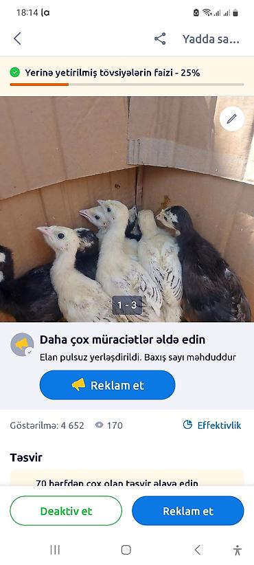cuce gence: Məhsul: Hind quşu cücələri Təsvir: - Şəkildə göründüyü kimi müxtəlif — 1