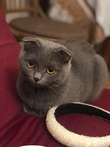 Кошки: Золотая шиншилла, В добрые руки — 5