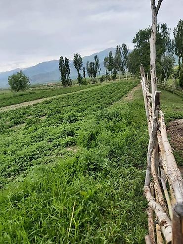 Продажа коттеджей и домов: Продается 5 к большой дом с большим огородом и 2 гектар земельнного — 12