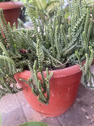 пл: Суккулент в горшке — селагинелла (Selaginella kraussiana, «плаунок — 2