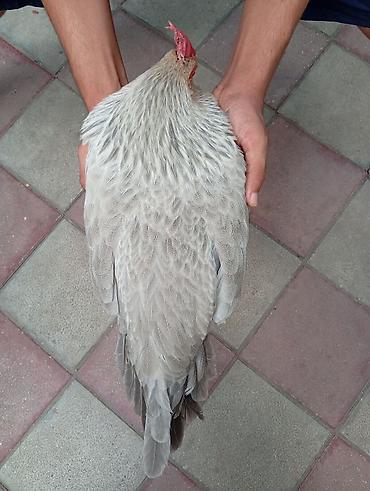 ligorin: Toyuq, Damazlıq, Ünvandan götürmə — 4