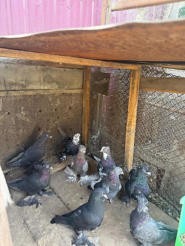 животные на продажу: Продаю голубей — 3