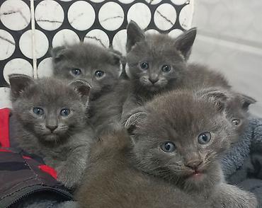 мини кошка: Скотиш Фолд (Шотландская вислоухая), 1 месяц, Мальчик, Серый, Приучена к лотку — 2
