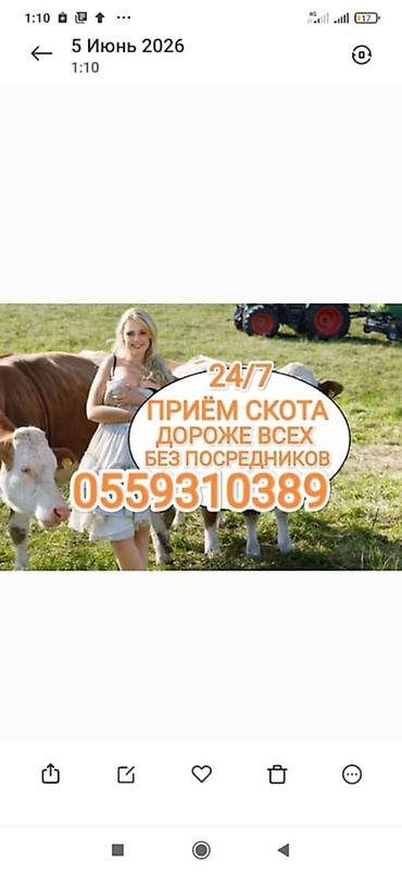 живой корм: Частное лицо : Коровы, быки, | Круглосуточно — 1