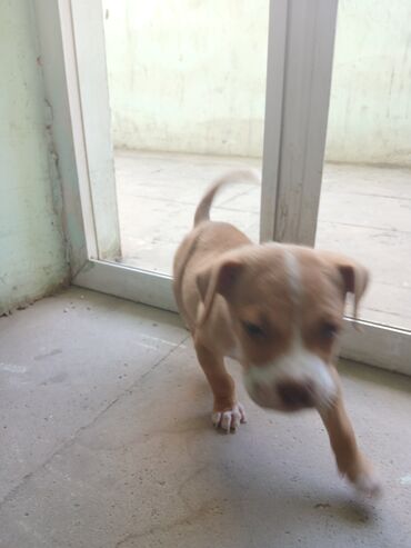 bakida it barinagi: Pitbul, 2 ay, Erkek