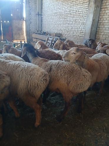 корова на продажу: Продаю | Баран (самец) | Арашан | На забой, Для разведения, Для шерсти | Племенные, Осеменитель — 2