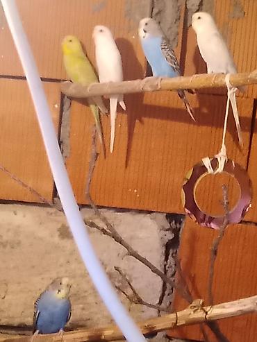 tovuz qusu satilir: Barter var nerazlucikle yada karela 13 qusdu 13×13=170 bele tek tekde — 2