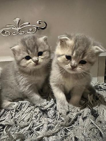 Pişiklər: Şotland yastı qulaq — 3