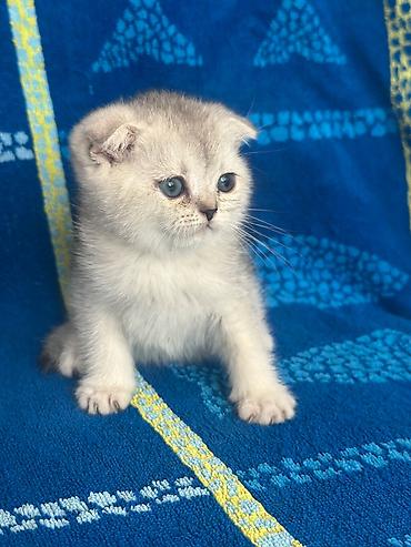 хайленд страйт цена: Скотиш Страйт (Шотландская прямоухая), 1 месяц, Девочка, Серебристая шиншилла — 1
