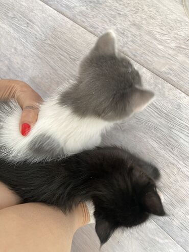 русская короткошерстная кошка: Отдам в добрые руки . Чистые шустрые . 2 девочка и 2 мальчика. В