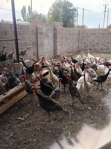 Продаю | Индюшата | На забой