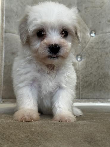 İtlər: Bişon Frize — 7