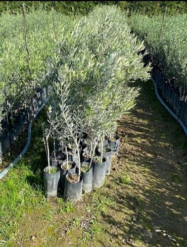 bitki: Satışda Türkiyənin Gemlik sortu zeytun ağacları var.Boy 1.60-1.30 3