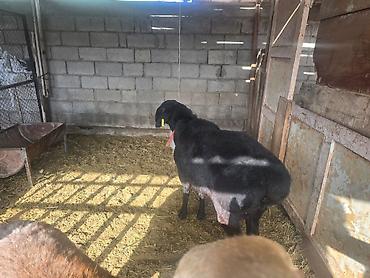 Баран, овца: Продаю | Баран (самец) | Для разведения | Осеменитель — 7