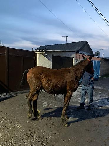 Лошади, кони: Продаю | Жеребенок | Рабочий — 9
