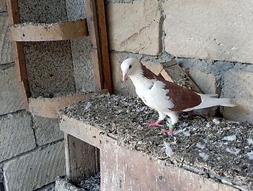 dekorativ göyərçin: Beli qırmızı erkek çatdırma var — 1