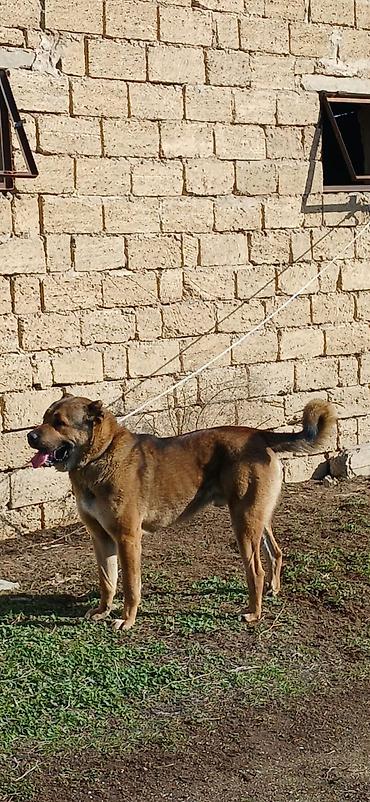 İtlər: Qurdbasar, 1 il, Erkek, Peyvəndli -da lalafo.az — 9 İtlər: Qurdbasar, 1 il, Erkek, Peyvəndli — 9