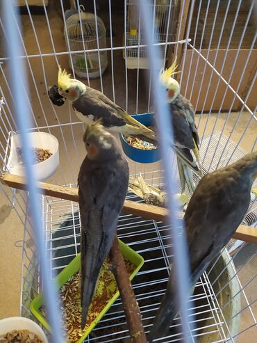 Tutuquşları: SALAM ENDİRİMLƏRƏ DAVAM. 💥🔥.HAZIR DANIŞAN QUŞLAR SATILIR!!!!!! Yaş — 30