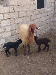 Qoyunlar, qoçlar: Yanı balalı 3 dənə qala cinsi qoyunlar və bir yerli qoyun satılır -da lalafo.az — 6 Qoyunlar, qoçlar: Yanı balalı 3 dənə qala cinsi qoyunlar və bir yerli qoyun satılır — 6