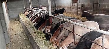 Баран, овца: Продаю | Баран (самец) | Для разведения — 13