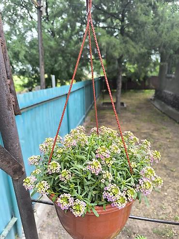 Другие садовые цветы и кустарники: Вегитативные петунии,вербены,алисум и т.д Ассортимент на фото: - — 5