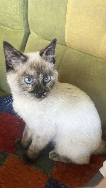 Ищет нового хозяина, очаровательная сиамская кошка с голубыми глазами