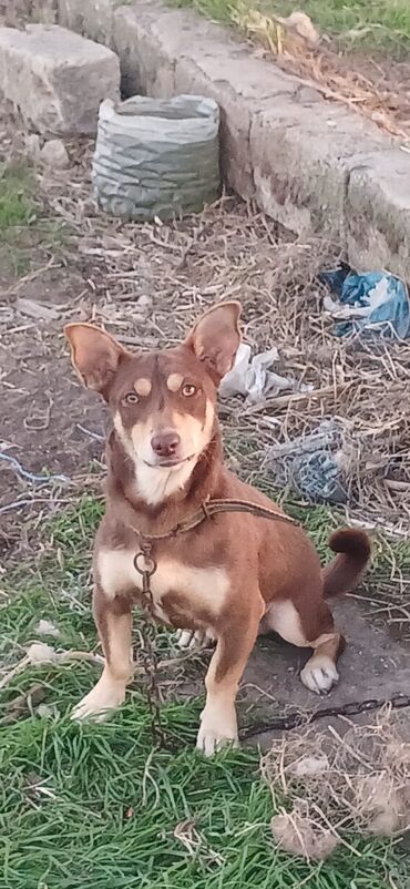 it ucun xalta: 1 il, Erkek, Peyvəndli, Ödənişli çatdırılma