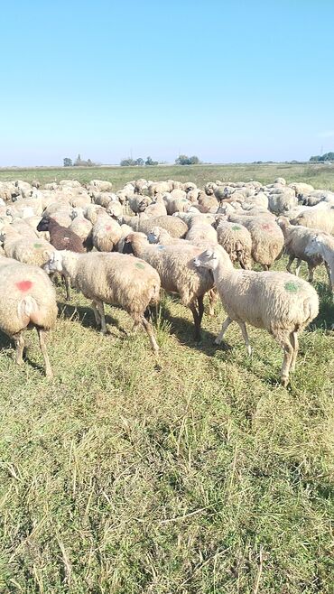 Qoyunlar, qoçlar: Qoyun sürüsü – ət və süd istiqamətli yerli cinslər - Şəkillərdə geniş -da lalafo.az — 26 Qoyunlar, qoçlar: Qoyun sürüsü – ət və süd istiqamətli yerli cinslər - Şəkillərdə geniş — 26