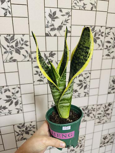 кайма: Сансевиерия (Sansevieria trifasciata) с яркой жёлтой каймой листьев. - — 1