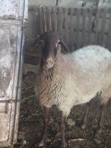 Коровы, быки: Самка, Qala, лет: 1, Для разведения