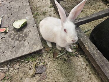 Кролики: Ağ rəng dovşan tam sağlam dovşandı.2 ədəddi erkək və dişi