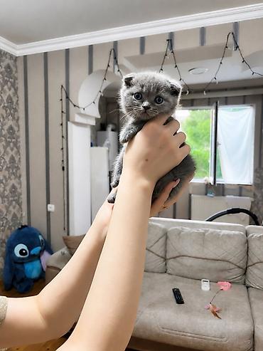 scottish fold qiyməti: Şotland yastı qulaq, Dişi, Yaxşı əllərə, Ünvandan götürmə — 3