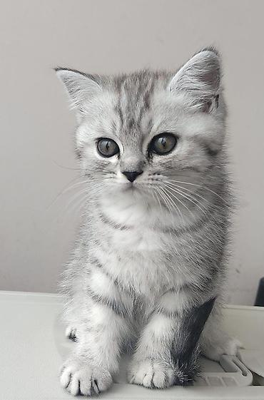 Pişiklər: Britan — 10