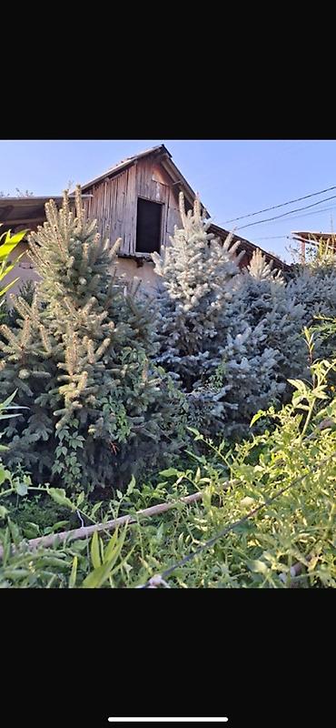 уй емерек: Ель колючая (Picea pungens, голубая ель) — саженцы разных размеров. - — 1