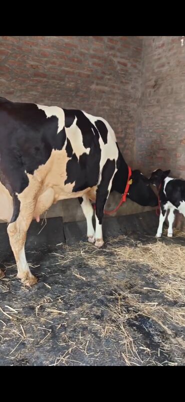 Inəklər, öküzlər: Holşteyn cinsli inək buzovla birlikdə - Qara-ağ rəngli, iri bədən — 9