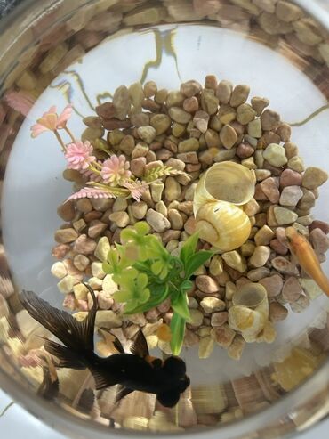 Balıqlar: Qızıl balıq, Sülhsevər, Pulsuz çatdırılma -da lalafo.az — 7 Balıqlar: Qızıl balıq, Sülhsevər, Pulsuz çatdırılma — 7