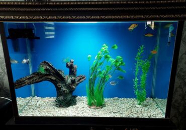 Akvariumlar: Akvarium-şkaf, Balıqlarla birlikdə, 110 l, Ünvandan götürmə