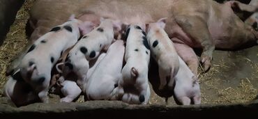 марской свинка: Продаются поросята, большая белая и дюрок(кабан),искусственного