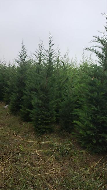 ağac: Leylandi şam agaci (Cupressocyparis leylandii) iynəyarpaq dekorativ — 2