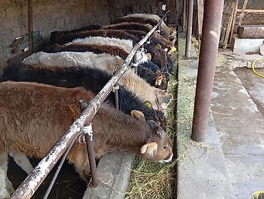 Коровы, быки: Продаю | Бык (самец) | Швицкая | На откорм — 8