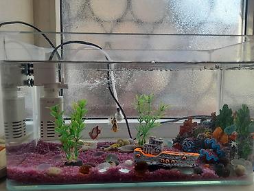 akvarium baki: Akvarium dəsti – dekorativ dizayn və filtrasiya ilə - Şəffaf şüşə — 2