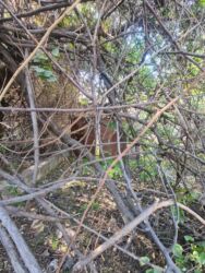 Продажа участков: 5 соток, Для строительства, Красная книга, Тех паспорт, Договор купли-продажи — 7