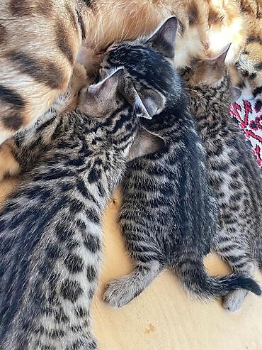 кошки сиамская: Бенгальская, 2 месяца, Девочка, Биколор, Приучена к лотку — 4