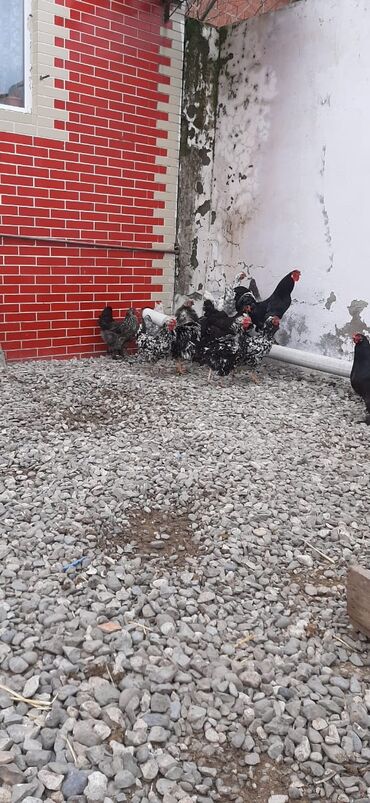 Digər quşlar: Bu toyuqların yumurtaları sifarişlə yığılıb satılır öz həyətimdədi — 6