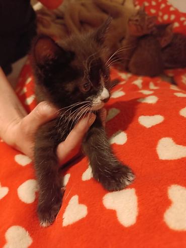 Отдам даром кошку: Котята девочки мальчики 1,5 месяца (серые мальчики, чёрно-белым — 9