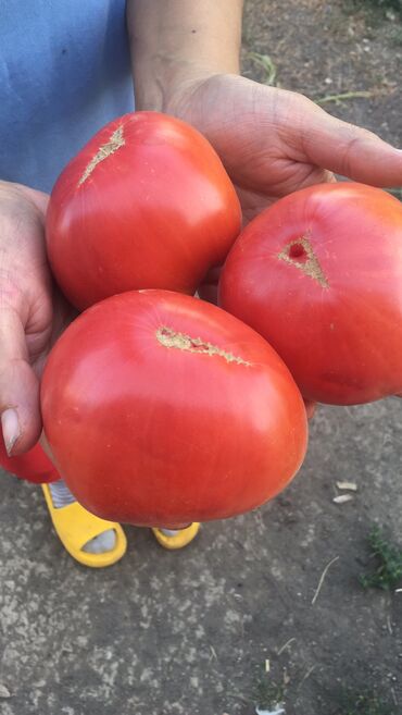 семена томаты: Продаю саженцы томатов 2 лучших сорта пишите заказывайте Саженцы в